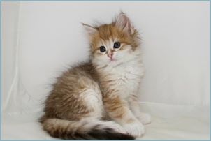 Female Siberian Kitten from Deedlebug Siberians